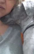 Pitoko