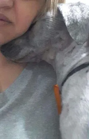 Cachorro raça Poodle idade 2 anos nome Pitoko