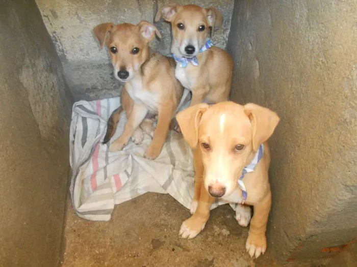 Cachorro ra a SRD idade 2 a 6 meses nome não tem nome