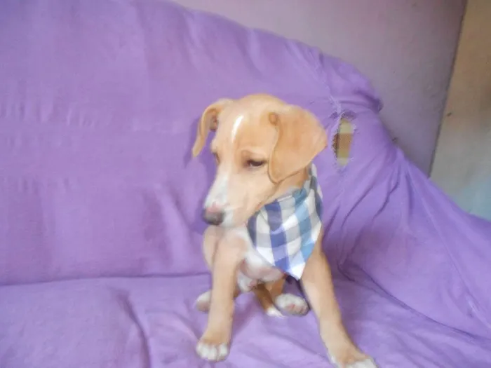 Cachorro ra a SRD idade 2 a 6 meses nome não tem nome