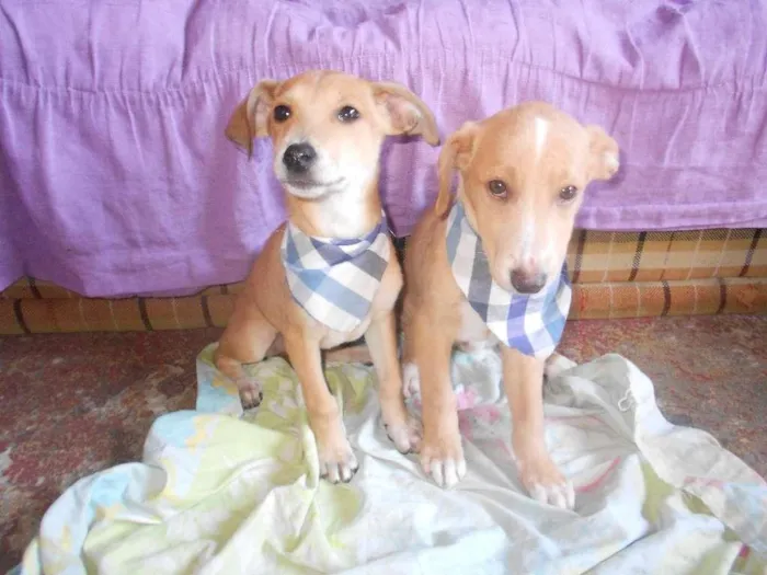 Cachorro ra a SRD idade 2 a 6 meses nome não tem nome