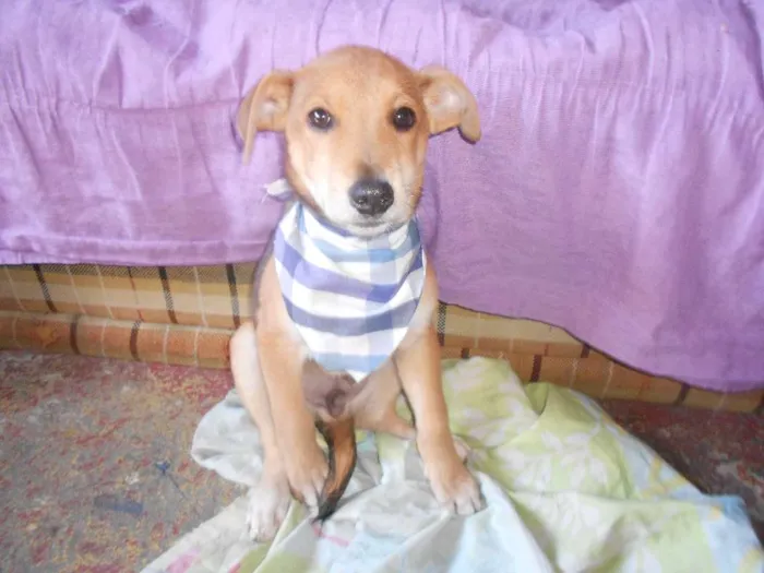 Cachorro ra a SRD idade 2 a 6 meses nome não tem nome