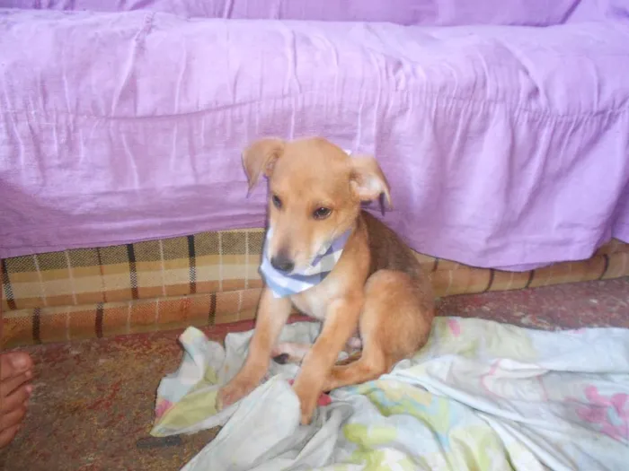 Cachorro ra a SRD idade 2 a 6 meses nome não tem nome