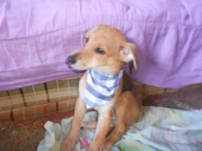 Cachorro ra a SRD idade 2 a 6 meses nome não tem nome