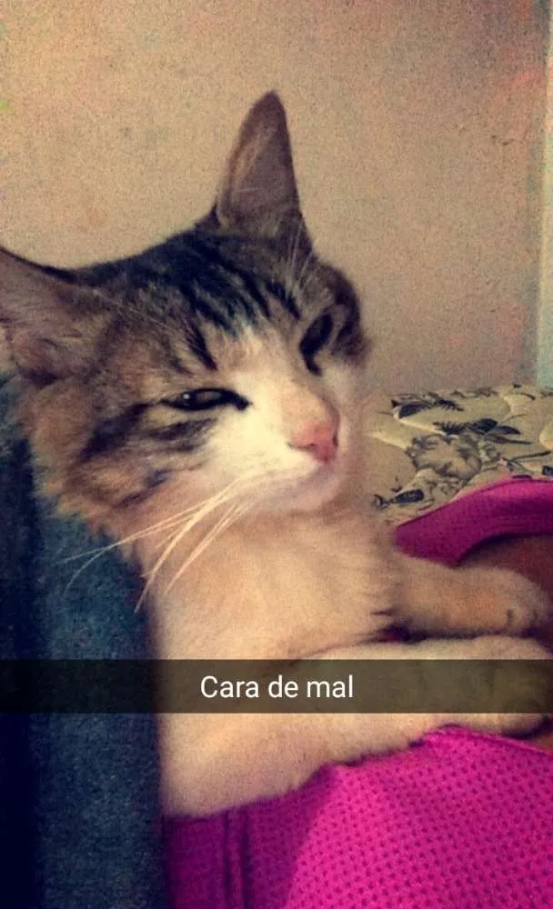 Gato ra a Vira lata idade 1 ano nome Boris