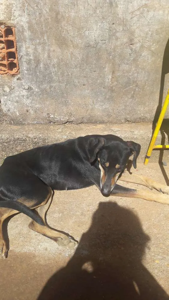 Cachorro ra a raça magra  idade 3 anos nome nana