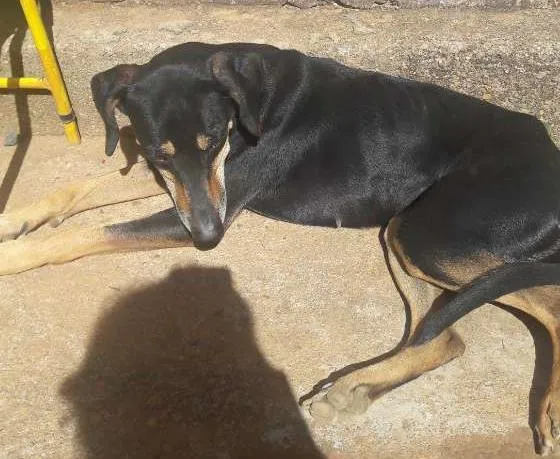 Cachorro ra a raça magra  idade 3 anos nome nana