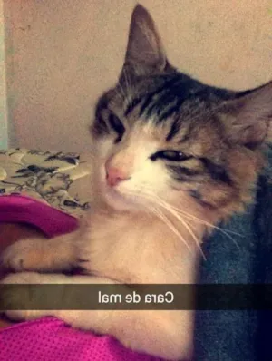 Gato raça Vira lata idade 1 ano nome Boris