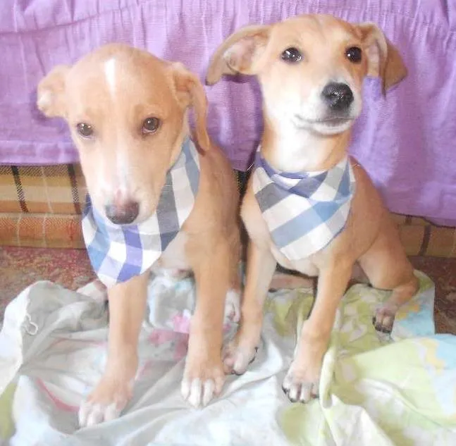 Cachorro ra a SRD idade 2 a 6 meses nome não tem nome