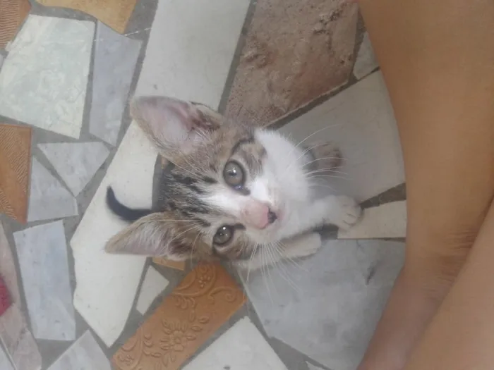 Gato ra a não sei dizer idade 2 a 6 meses nome Kamuy