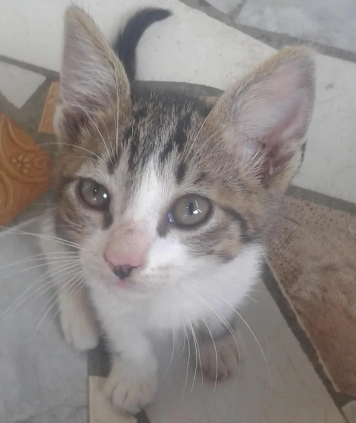 Gato ra a não sei dizer idade 2 a 6 meses nome Kamuy