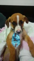 Patati e Patatá