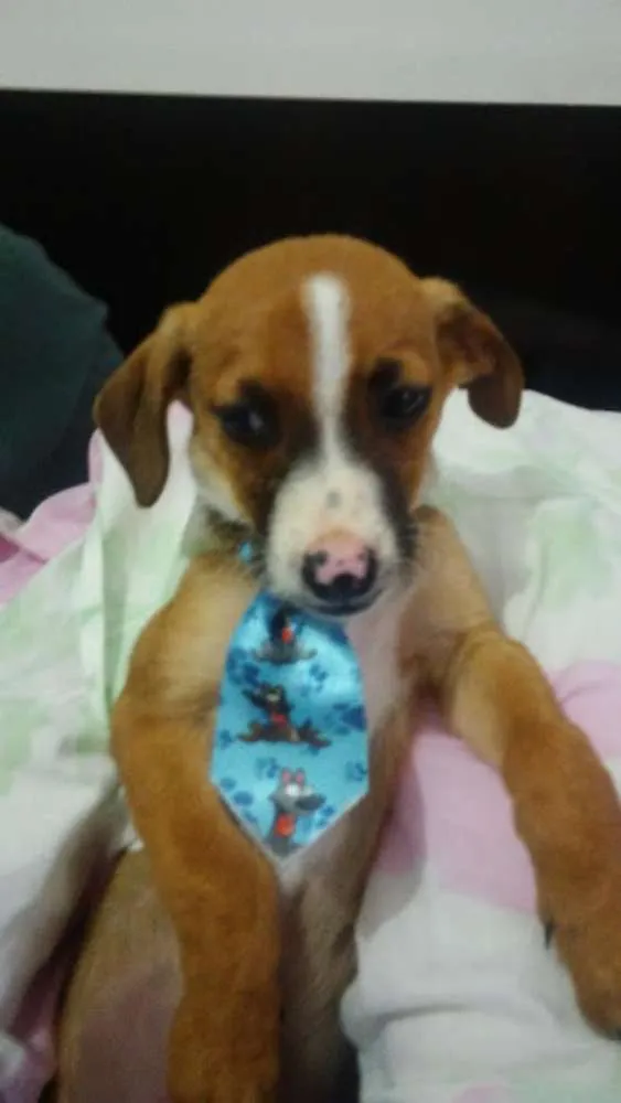 Cachorro ra a SRD idade Abaixo de 2 meses nome Patati e Patatá