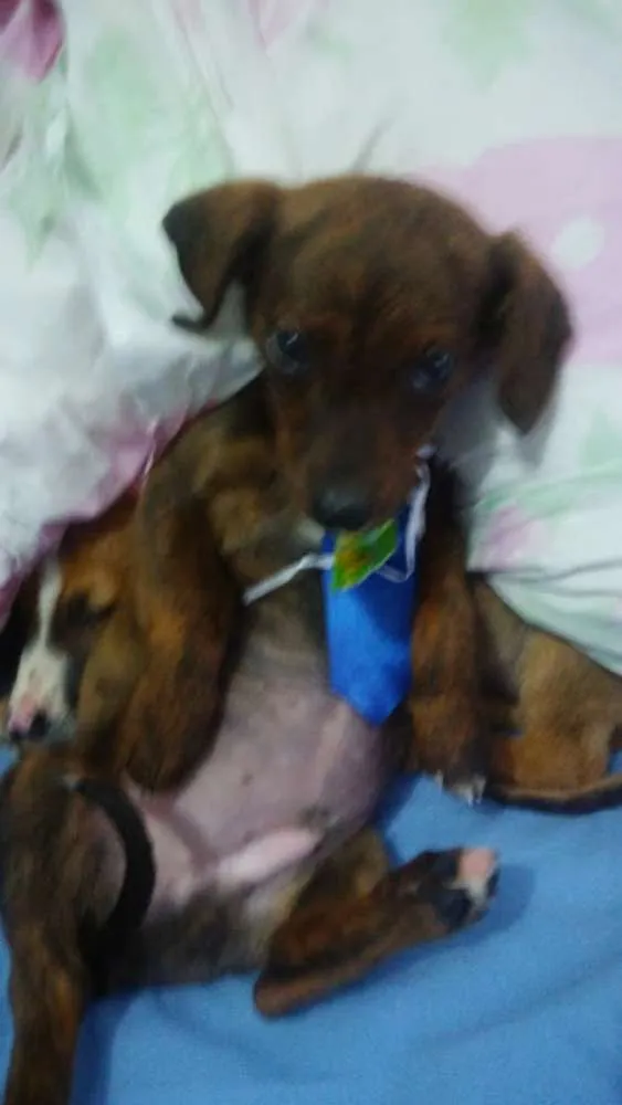 Cachorro ra a SRD idade Abaixo de 2 meses nome Patati e Patatá