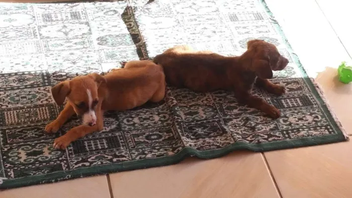 Cachorro ra a SRD idade Abaixo de 2 meses nome Patati e Patatá