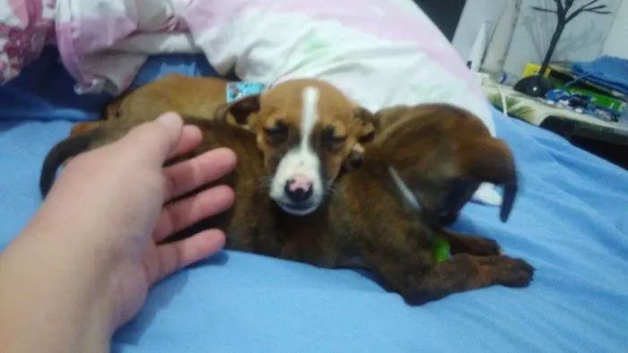 Cachorro ra a SRD idade Abaixo de 2 meses nome Patati e Patatá