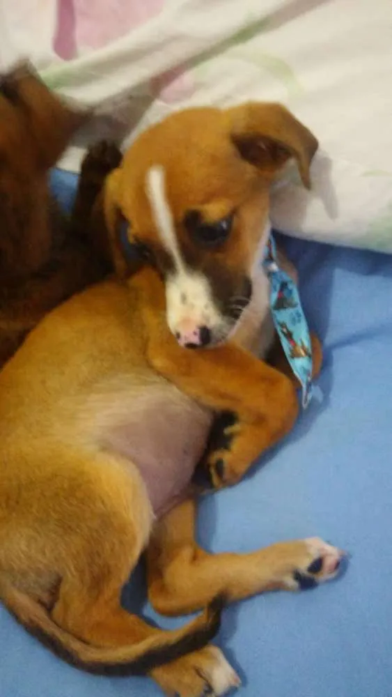 Cachorro ra a SRD idade Abaixo de 2 meses nome Patati e Patatá