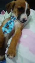 Patati e Patatá