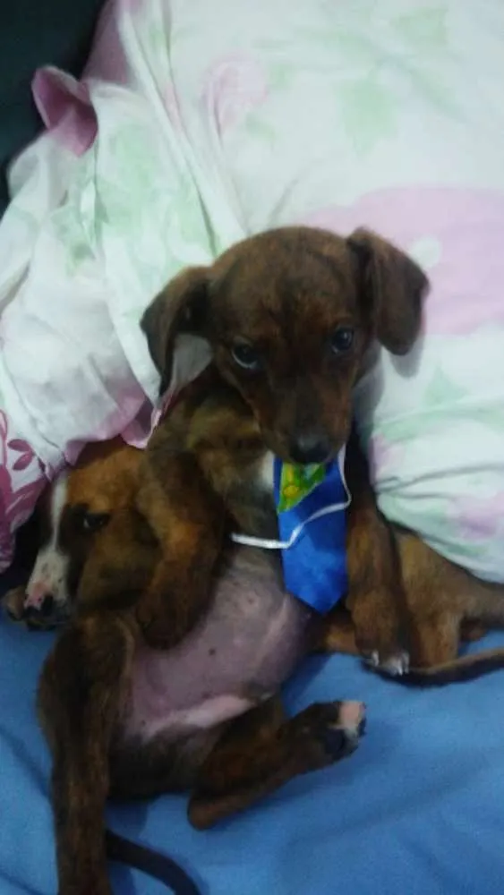 Cachorro ra a SRD idade Abaixo de 2 meses nome Patati e Patatá