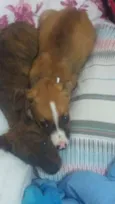 Patati e Patatá