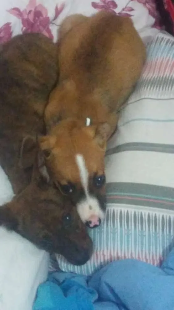 Cachorro ra a SRD idade Abaixo de 2 meses nome Patati e Patatá