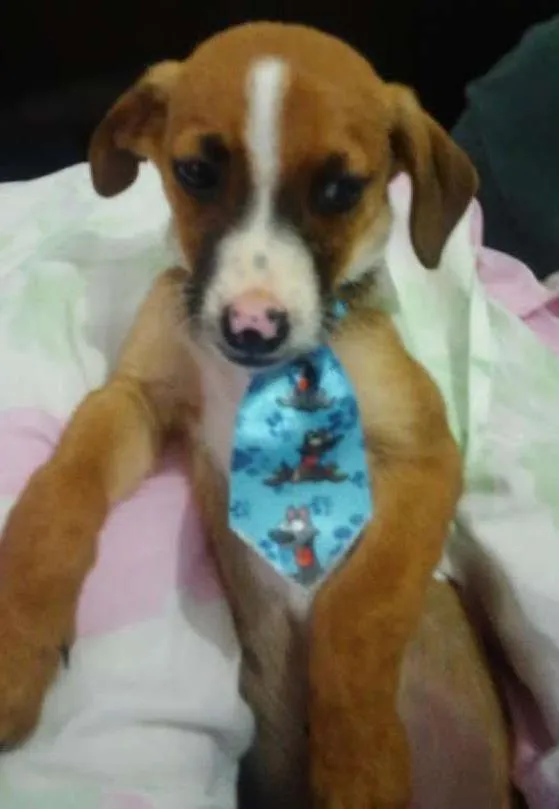 Cachorro ra a SRD idade Abaixo de 2 meses nome Patati e Patatá