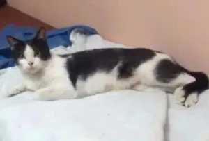 Gato raça SRD idade 2 anos nome Ingrid
