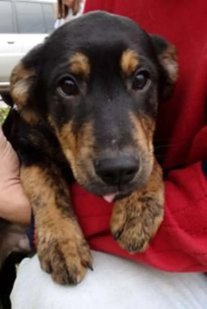 Cachorro ra a SRD idade 2 a 6 meses nome Caju e Amora