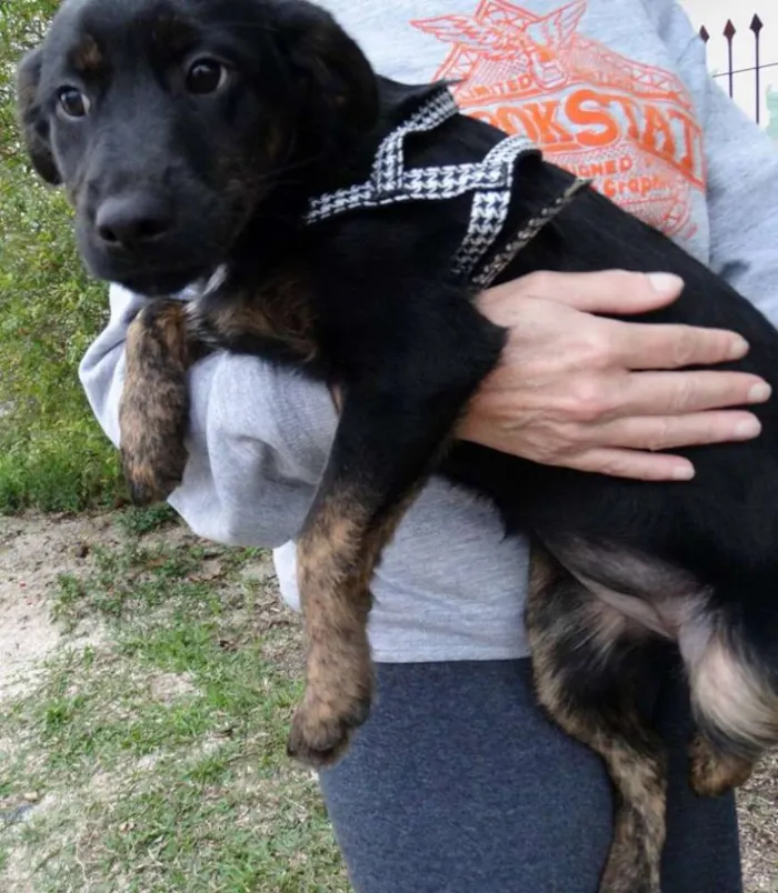 Cachorro ra a SRD idade 2 a 6 meses nome Caju e Amora