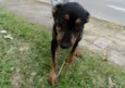 Caju e Amora