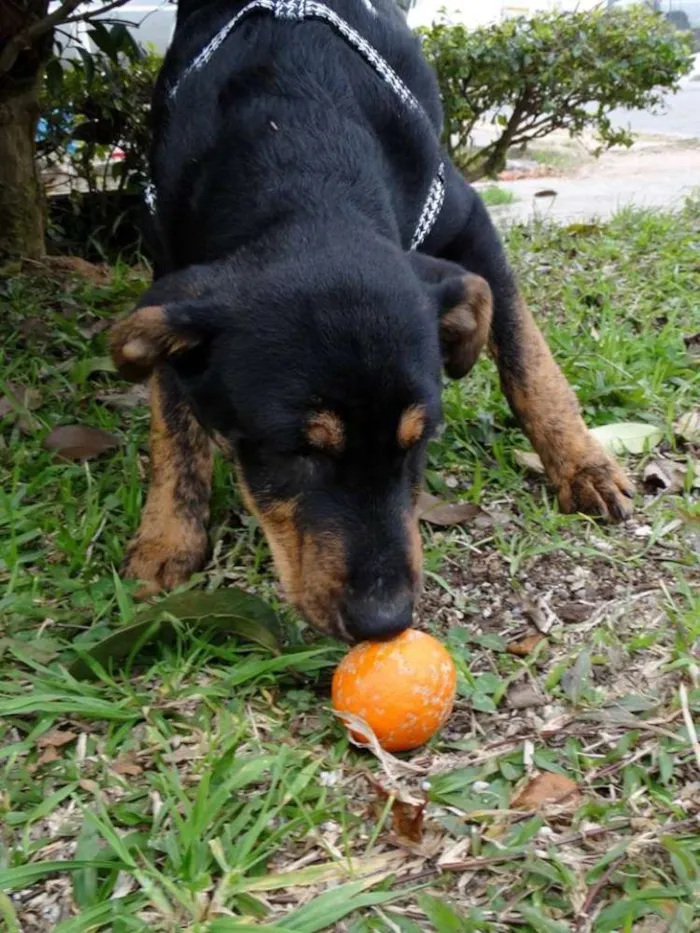 Cachorro ra a SRD idade 2 a 6 meses nome Caju e Amora