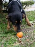 Caju e Amora