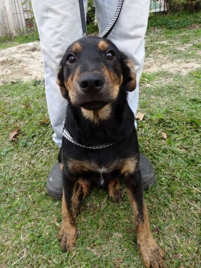 Cachorro ra a SRD idade 2 a 6 meses nome Caju e Amora