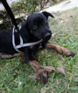 Caju e Amora