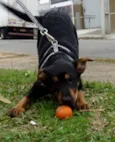 Caju e Amora