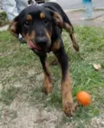 Caju e Amora