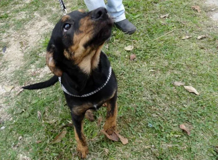 Cachorro ra a SRD idade 2 a 6 meses nome Caju e Amora
