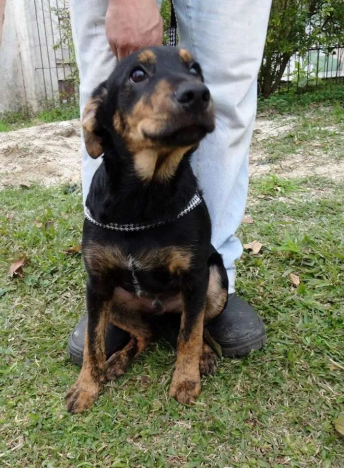Cachorro ra a SRD idade 2 a 6 meses nome Caju e Amora
