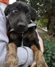 Caju e Amora