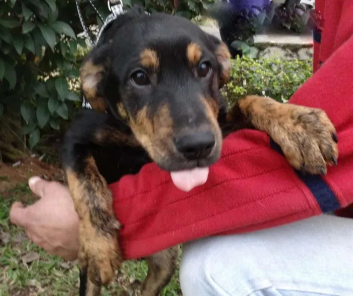 Cachorro ra a SRD idade 2 a 6 meses nome Caju e Amora