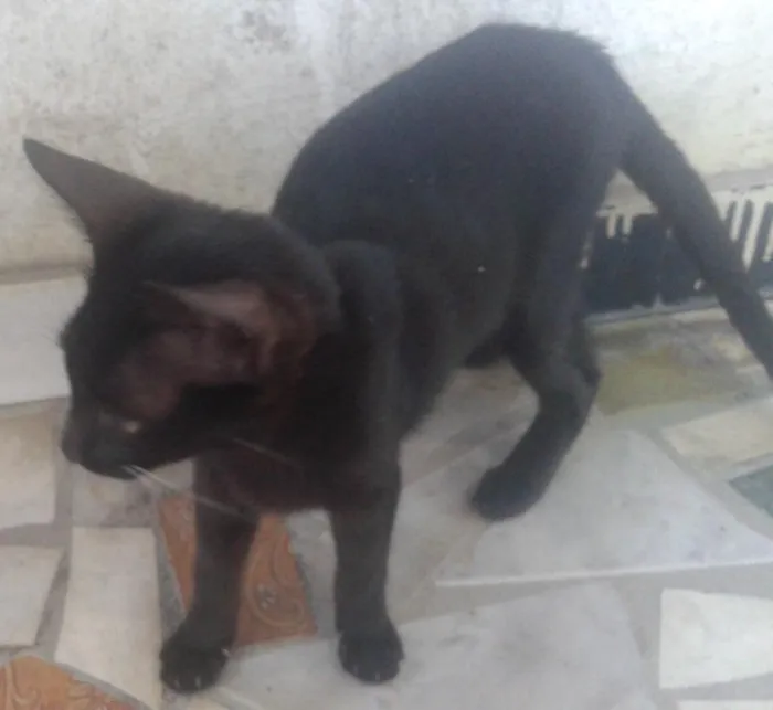 Gato ra a raça idade 2 a 6 meses nome Jonh