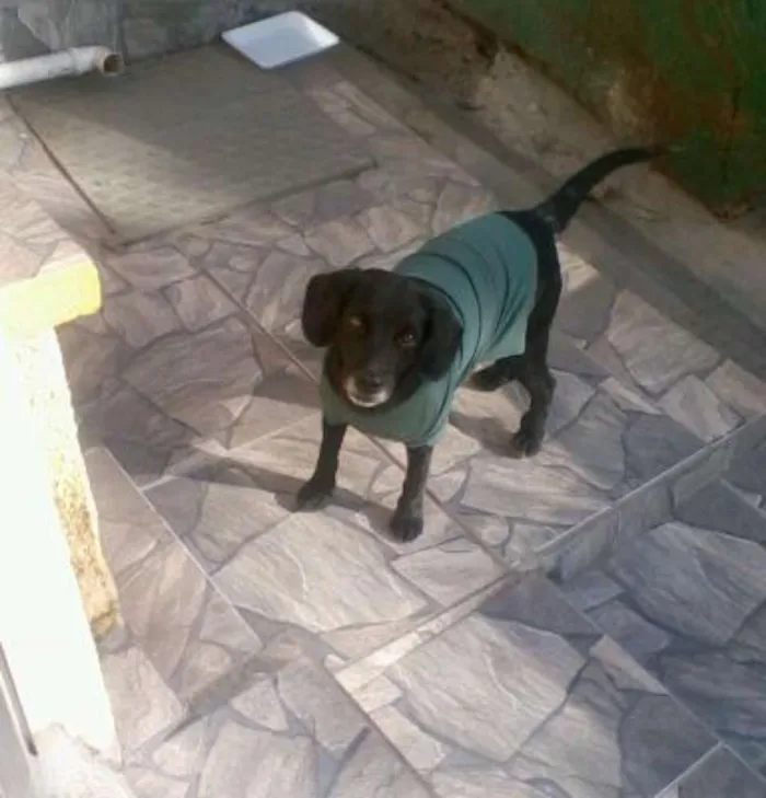Cachorro ra a SRD idade 6 ou mais anos nome Pretinho