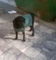 Pretinho