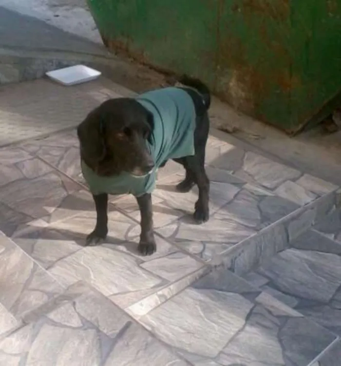 Cachorro ra a SRD idade 6 ou mais anos nome Pretinho