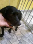Pretinho
