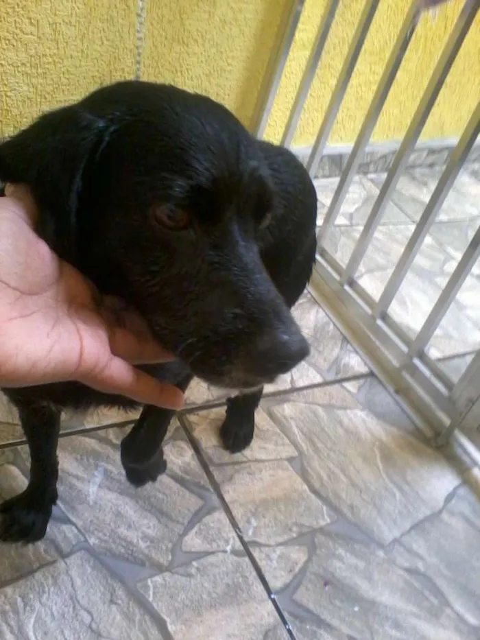 Cachorro ra a SRD idade 6 ou mais anos nome Pretinho