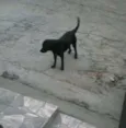 Pretinho