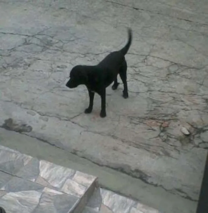 Cachorro ra a SRD idade 6 ou mais anos nome Pretinho