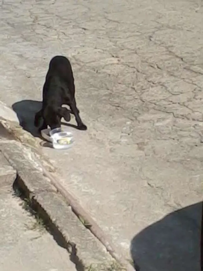 Cachorro ra a SRD idade 6 ou mais anos nome Pretinho