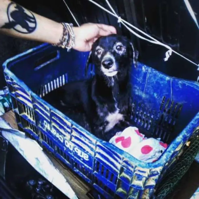 Cachorro ra a SRD idade 7 a 11 meses nome Zica
